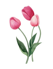 Obraz premium Watercolor hand painted tulips bouquet. Colorful tulips on white background. Botanical illustration.