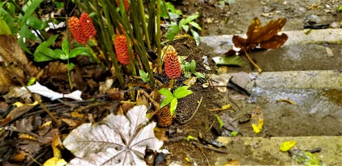Nature details of Arenal Volcano at Costa Rica.