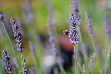Hummel am Lavendel