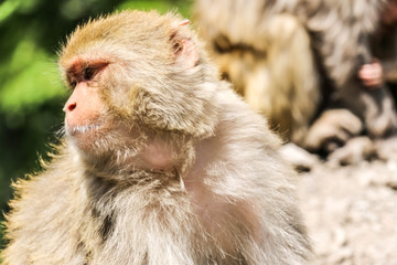Snow Monkey between mountains 