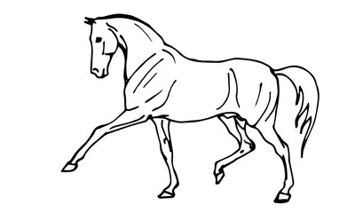  isolated monochrome picture, black-and-white horse on a white background and lettering, ink, pen.
