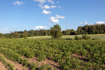 Fototapeta na wymiar Potatoes green field with white flowers growing on organic farmers field