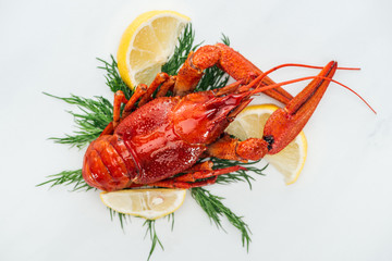 top view of red lobster on lemon slices, herbs and white background
