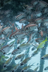 Peixes em naufrágio