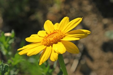 Saat-Wucherblume (Glebionis segetum)
