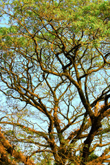 Large rain tree with lots of branches