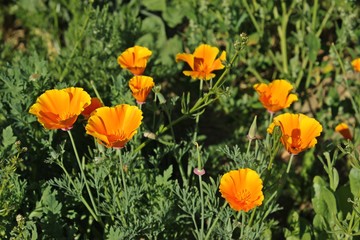 Kalifornischer Mohn (Eschscholzia californica)