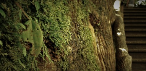 Nature details of Arenal Volcano at Costa Rica.