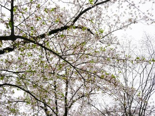Sakura Flower Background in Japan