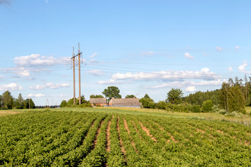 Fototapeta na wymiar Potatoes green field with white flowers growing on organic farmers field
