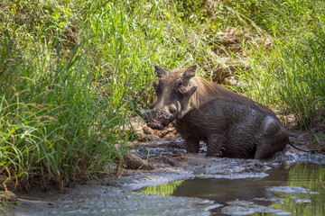 Common warthog bathing in waterhole in Kruger National park, South Africa ; Specie Phacochoerus africanus family of Suidae