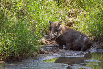 Common warthog bathing in waterhole in Kruger National park, South Africa ; Specie Phacochoerus...