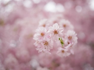Sakura Flower Background in Japan