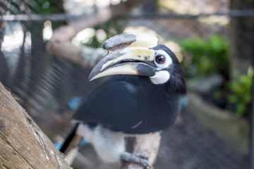 Hornbills Bucerotidae, Phuket Province, Thailand