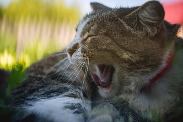 close up of a yawning domestic cat. the cat growls. roaring cat.
