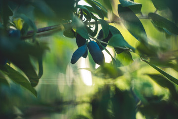 ripe blue honeysuckle berries on a branch in the beautiful light of the setting sun