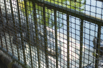 Obraz premium Crocodile in the pond , Phuket Province Thailand