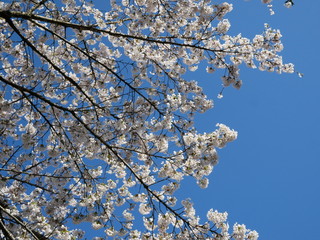 Sakura Flower Background in Japan