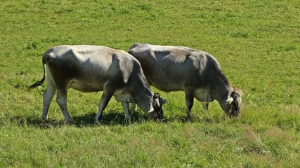 Rätisches Grauvieh auf der Weide