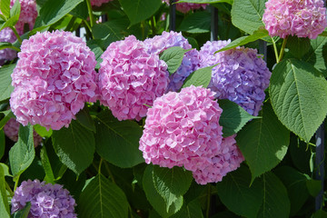 Pink, blue, lilac, violet, purple Hydrangea flower (Hydrangea macrophylla)  blooming in spring and summer in a garden. Hydrangea macrophylla - Beautiful bush of hortensia flowers