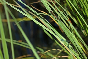Paarung der Hufeisen-Azurjungfer (Coenagrion puella) und Frühe Adonisjungfer (Pyrrhosoma nymphula)