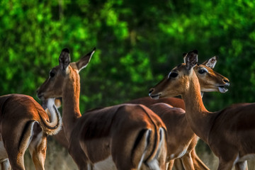 Impalas im Liwonde Nationalpark