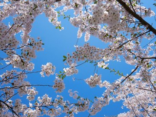 Sakura Flower Background in Japan