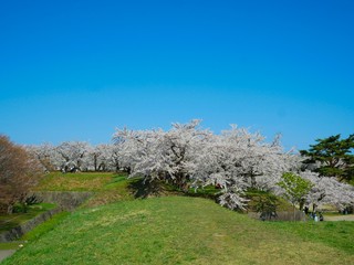 Sakura Flower Background in Japan