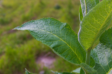 Big green leaf of a bush in the forest