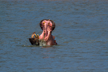 Hippopotamus in Kruger National park, South Africa