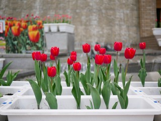 Beauty Fresh Tulip Flower in the Garden