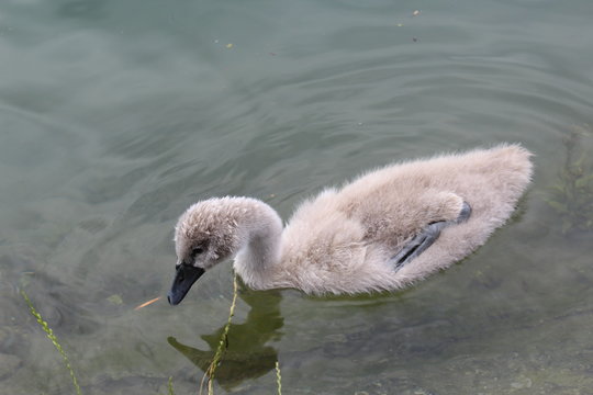 swan on lake Konstanz 