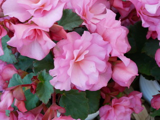 Beautiful Flower in Japan