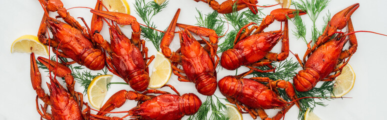 Panoramic shot of red lobsters, lemon slices and green herbs on white background
