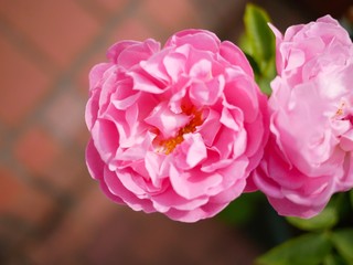 pink rose in the garden
