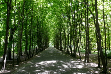 Tunnel of trees in the park in the forest