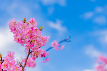 静岡県賀茂郡河津町　河津桜　河津桜まつり