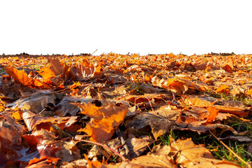 Autumn leaves lie on the ground on a white background.