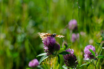 Butterfly field 2