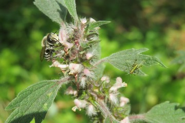 Bee on motherwort flowers in the garden, closeup
