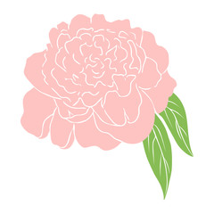 pink peony flower. colored sketch of peony. Graphic vector illustration of peony isolated on white backdrop. peony hand drawn. Great for wedding invitations, cards, tickets, branding, prints.