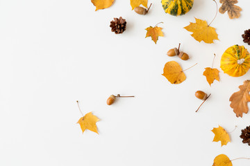 nature, season and botany concept - different dry fallen autumn leaves, acorns and pumpkins on white background