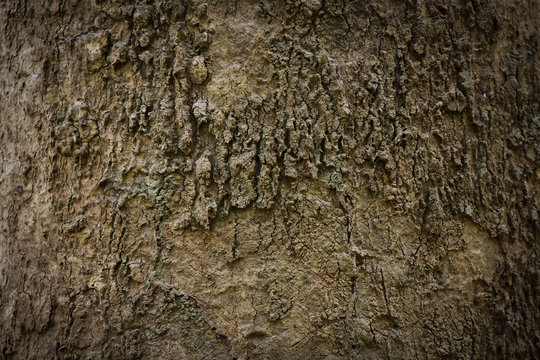 Tree bark background. - Powered by Adobe