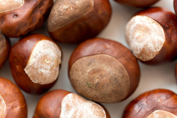nature, season and botany concept - close up of horse chestnuts on white background