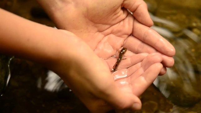The hands of the Caucasian boy form a basin in the shape of a heart where a small triton can be seen. Blurred background with body of water.