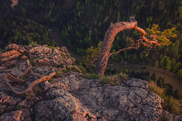 Pine tree on Sokolica peak during sunset with Dunajec river in the background, Pieniny, Poland