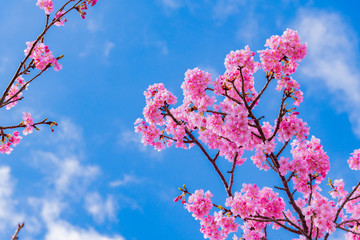 静岡県賀茂郡河津町　河津桜　河津桜まつり