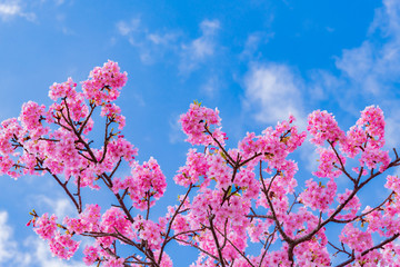 静岡県賀茂郡河津町　河津桜　河津桜まつり