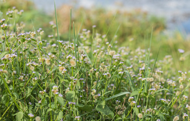 The beautiful white flowers with yellow pollen or Bidens pilosa Background blurry.