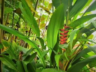 Nature details in Arenal Volcano National Park in Costa Rica.